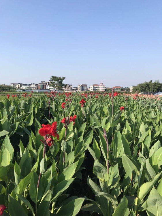 水生植物基地 紅花美人蕉 水生鳶尾 旱傘草 再力花 凈化池塘