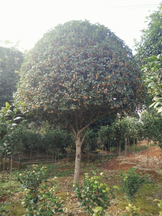 供應(yīng)高桿桂花樹 金銀桂 月桂 四季桂 綠化 桂花樹基地直供