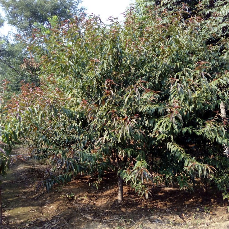 园艺场出售红叶碧桃南北方种植道路绿化工程绿化红叶碧桃紫叶碧桃