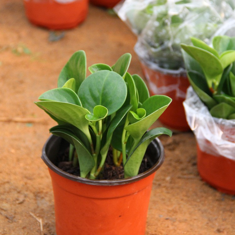 青葉碧玉盆栽豆瓣綠四季常青綠植室內(nèi)辦公桌小盆栽 盆景植物