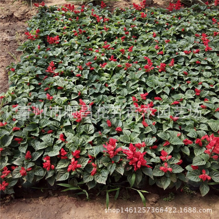 草花青州宿根花卉宿根草花一串紅開花一串紅