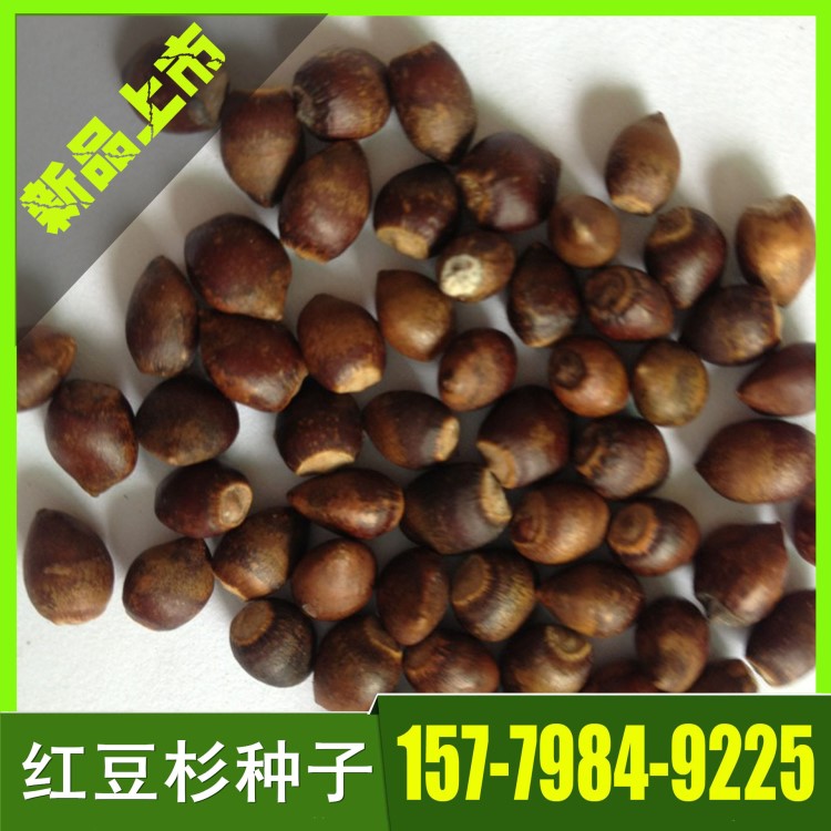 紅豆杉種子  紅豆杉種子批發(fā)   紅豆杉小苗及種子大量供應(yīng)