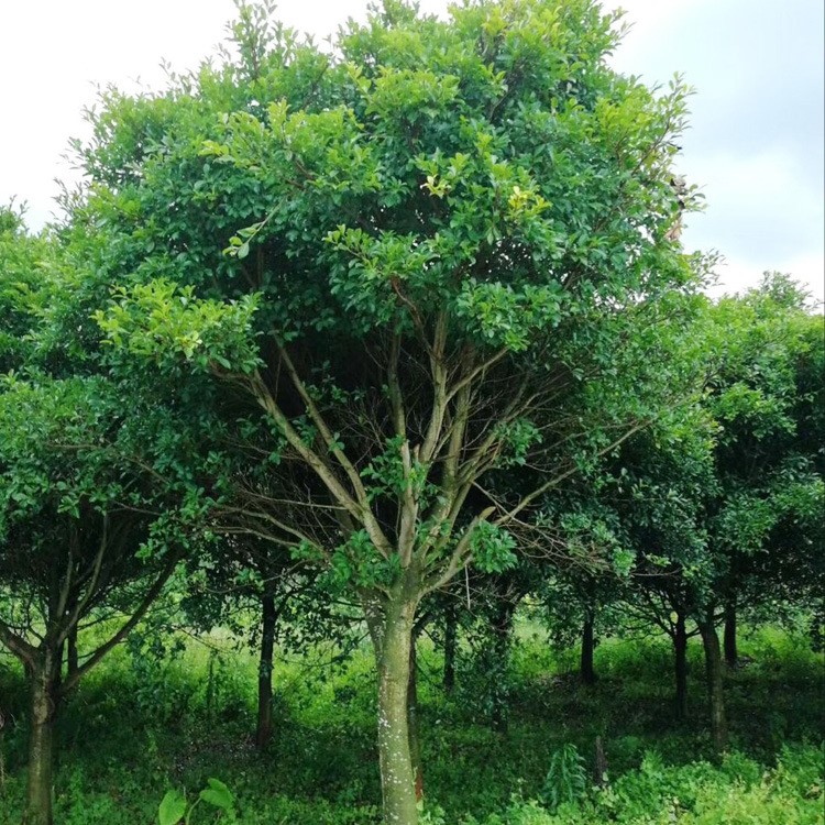 福建紅皮榕價(jià)格 福建紅皮小葉榕報(bào)價(jià) 福建耐寒小葉紅皮榕基地