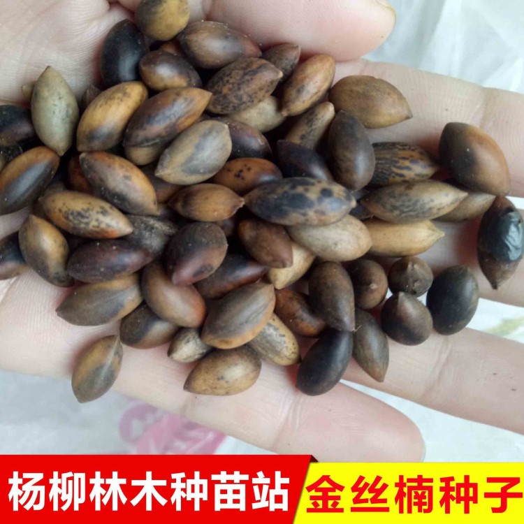 出售金絲楠木種子 楠木種子批發(fā) 小葉楨楠種子 綠化苗木種子