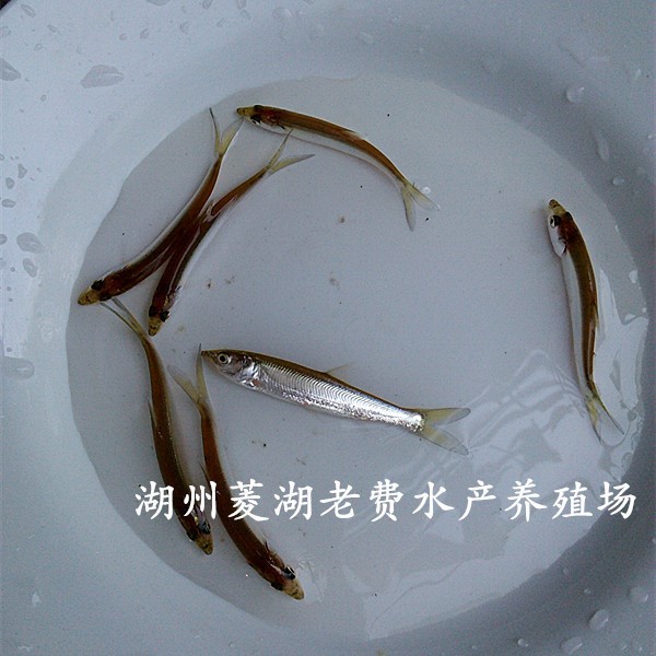 【老虎魚】鳡魚苗鱤魚夏花苗批發(fā)鳡魚苗價(jià)格鳡魚苗直銷