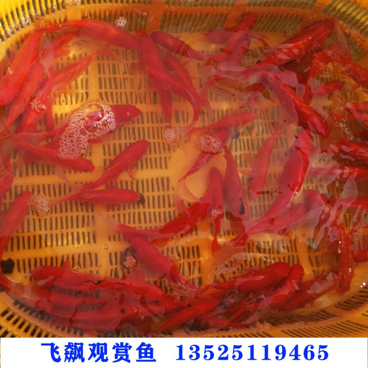 草金魚(yú)苗安斤批發(fā)（一斤60-80條）飼料魚(yú)兒童釣魚(yú)