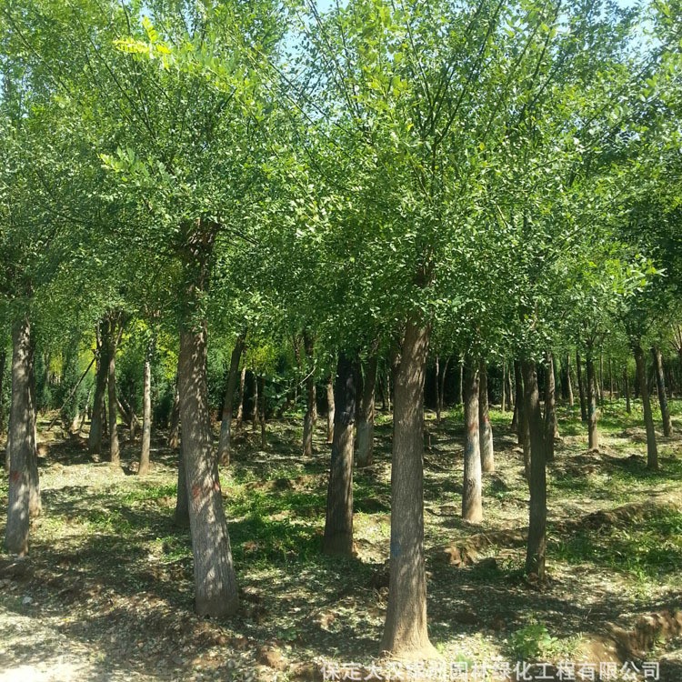 綠化苗木國槐樹苗批發(fā) 河北國槐樹價格 規(guī)格全優(yōu)惠多