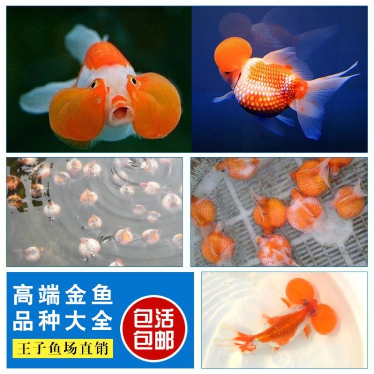 金魚活體小金魚蘭壽泰獅碟尾水泡珍珠包郵包活金魚品種大全