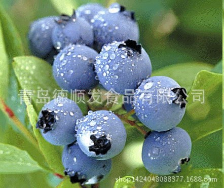 速凍優(yōu)良藍(lán)莓 冷凍水果 烘培蛋糕裝飾冷凍水果