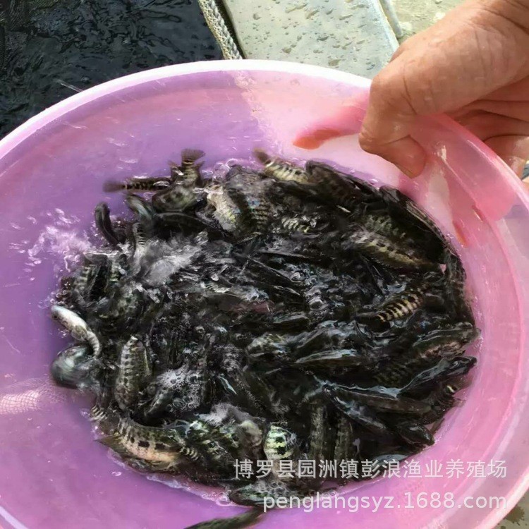 大量供應(yīng)淡水石斑魚 石斑苗 魚苗批發(fā)銷售 空運(yùn)各種魚苗