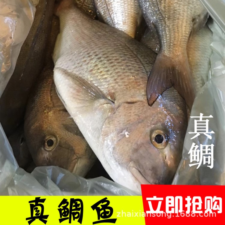 廣州加吉魚(yú)冰鮮 真鯛刺身銅盆魚(yú)約2-4斤條深海水產(chǎn)新鮮紅鯛魚(yú)