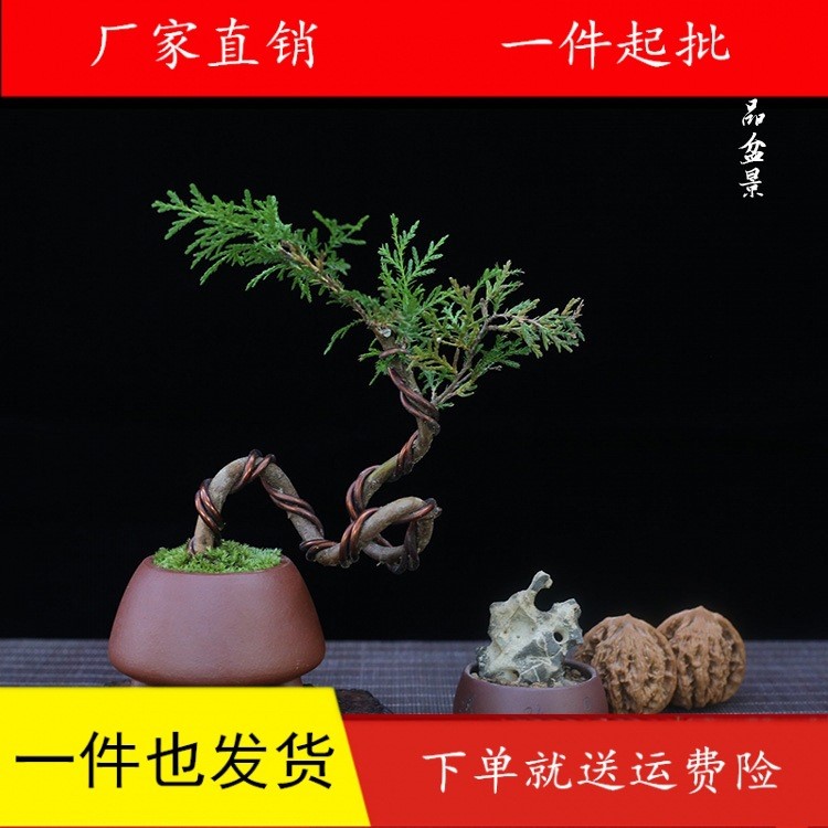 崖柏小品微型盆景迷你松柏綠植盆栽掌上側(cè)柏盆景室內(nèi)桌面柏樹(shù)小樁