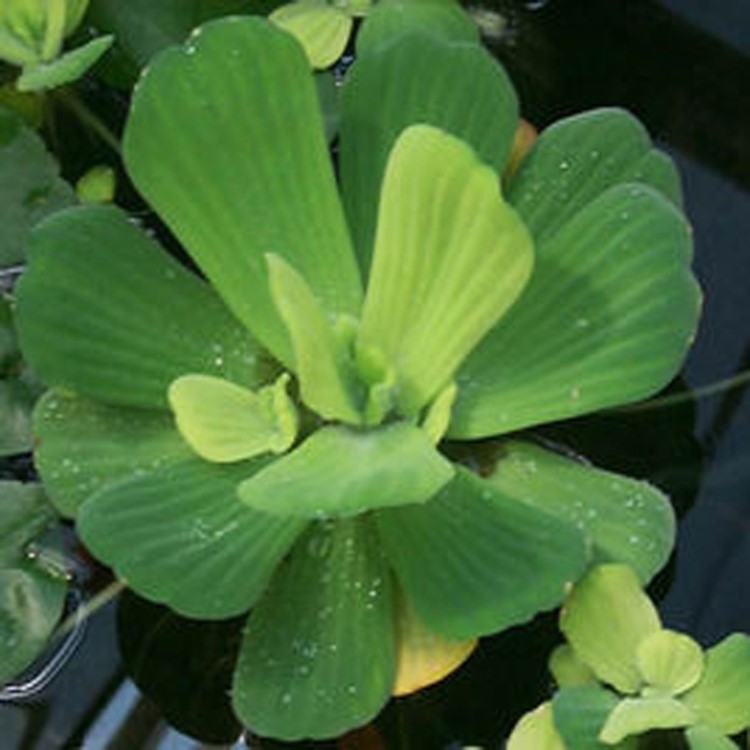 基地批發(fā)水生植物 大薸 別名水芙蓉苗肥豬草 凈化水質(zhì) 水體景觀