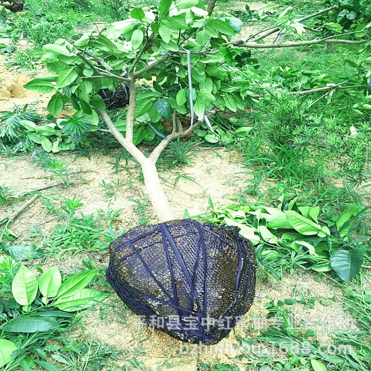 基地批發(fā)南方盆栽果樹 紅肉蜜柚果樹苗 柚子樹 D8cm 量大包郵