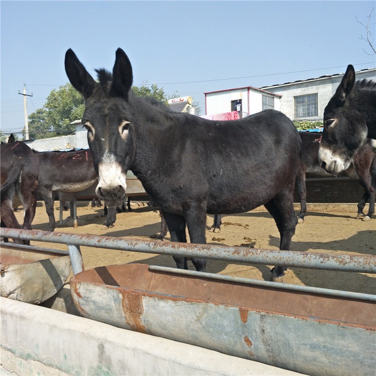 种驴养殖基地致富牧业出售驴 乌头驴 肉驴驹 种驴价格合理