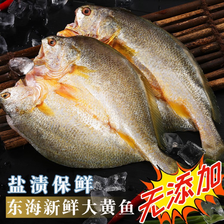 閩東大黃魚 現(xiàn)撈現(xiàn)殺鹽漬保鮮黃花魚半野生小黃魚400g1只裝