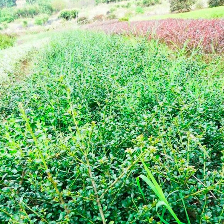 龜甲冬青扦插苗批發(fā) 花卉基地直供龜甲冬青苗木 規(guī)格 現(xiàn)貨供