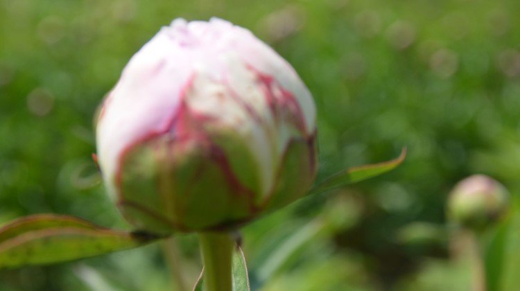 基地荷蘭芍藥，芍藥，大花，菏澤芍藥，
