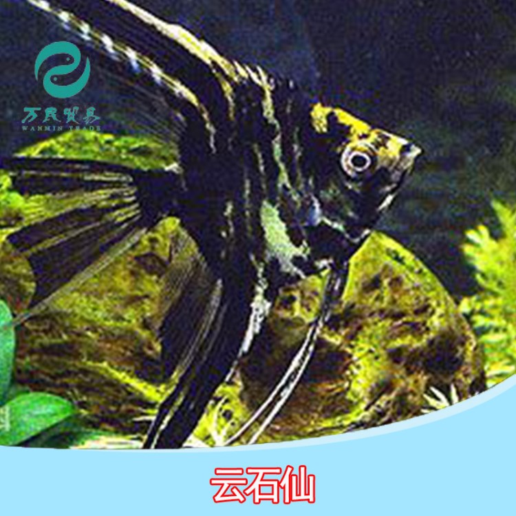 云石神仙魚活體 熱帶魚活體熱帶觀賞魚活體小型草缸群游魚