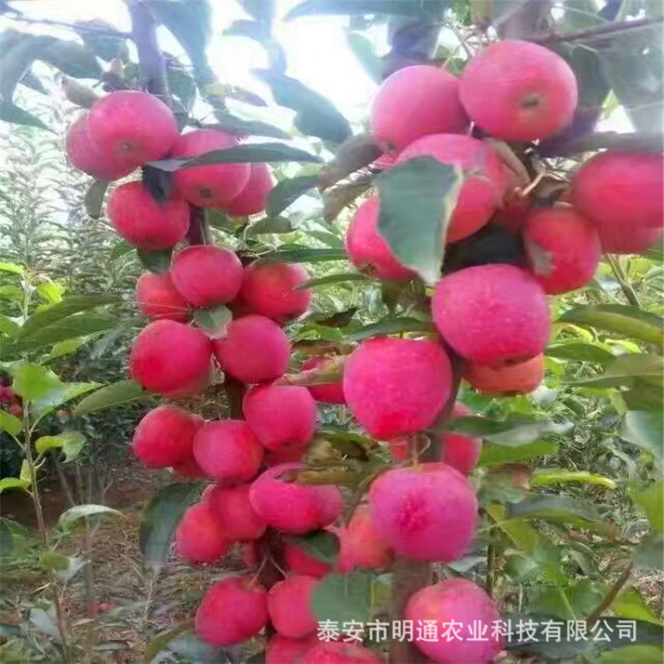 適合河南南陽種植山東蘋果樹苗 當(dāng)年結(jié)果紅富士蘋果苗 掛果快豐產(chǎn)