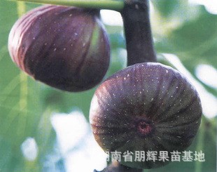 湖南果樹苗批發(fā) 嫁接無花果樹苗木 夏秋兩次結(jié)果 天藍(lán)無花果苗