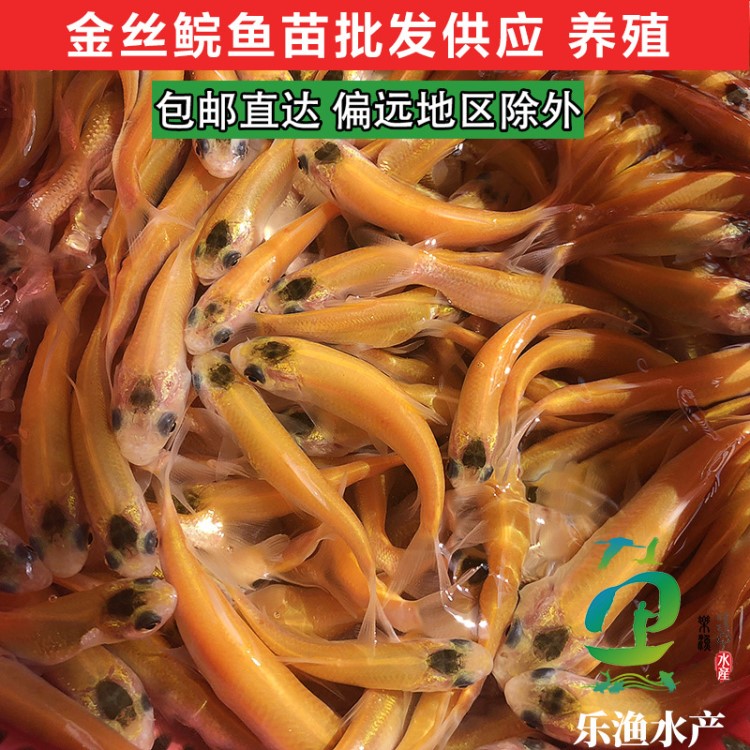 金草魚苗養(yǎng)殖批發(fā)供應(yīng) 俄羅斯金絲鯇魚 人工鮮活水產(chǎn) 淡水觀賞魚