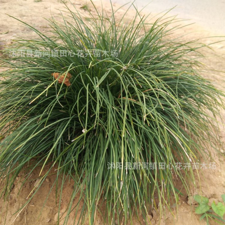 披針葉苔草 地被植物 耐陰喜濕 優(yōu)良牧草 基地直銷 批發(fā)價(jià)格