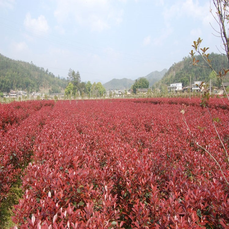 紅葉石楠樹苗 四季常青庭院綠化苗木紅葉石楠苗 地被色塊工程苗木