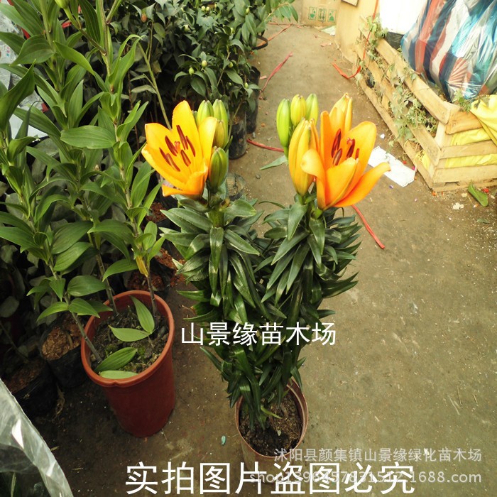 盆栽花卉多肉植物香水百合花苗 帶芽百合種球盆栽百合花苗