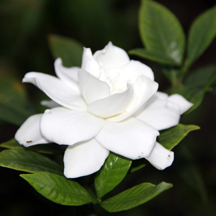 牡丹梔子花苗綠植小葉四季開花梔子花樹苗陽臺室內(nèi)盆栽花卉植物