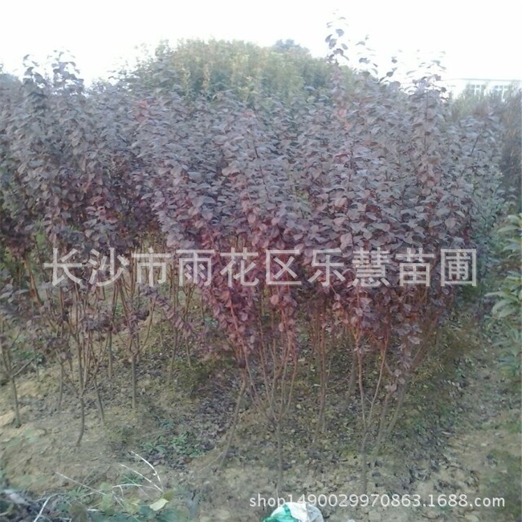 湖南苗圃供應紅葉李樹苗 多種綠化苗 園林苗木品種直銷基地