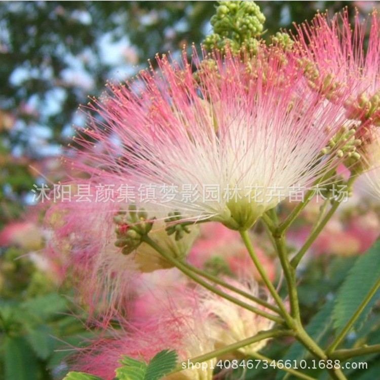 合歡花苗批發(fā)合歡樹苗批發(fā) 工程綠化植物庭院觀花 規(guī)格