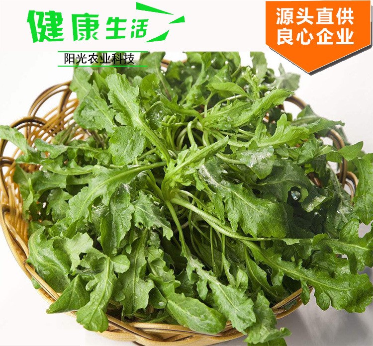 超市配送速冻荠菜速冻荠菜块包饺子馅厂家直供当季荠菜蔬菜