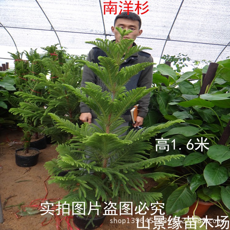 陽(yáng)臺(tái)綠植迷你植物 南洋杉 盆栽  南洋杉 樹(shù)苗