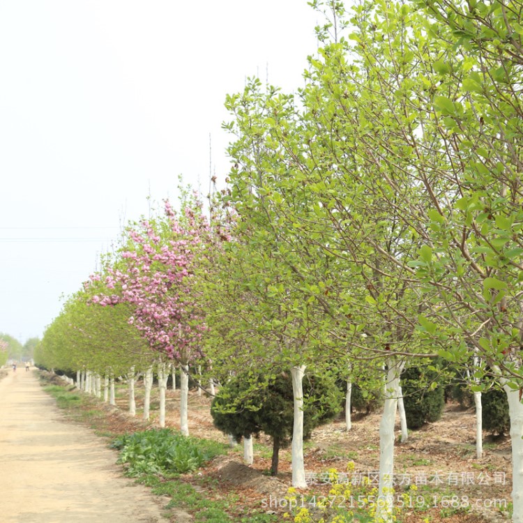 基地直销各种个花色玉兰 批发庭院植物 紫玉兰 白玉兰 欢迎选购