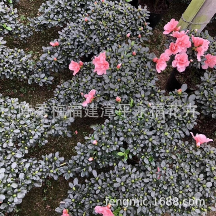 盆栽懸崖式造型杜鵑花粉色佳人小桃紅高山流水造型杜鵑花產(chǎn)地造型