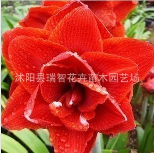 苗圃直銷 室內(nèi)室外 球根花卉 櫻桃女神 盆栽朱頂紅種球批發(fā)