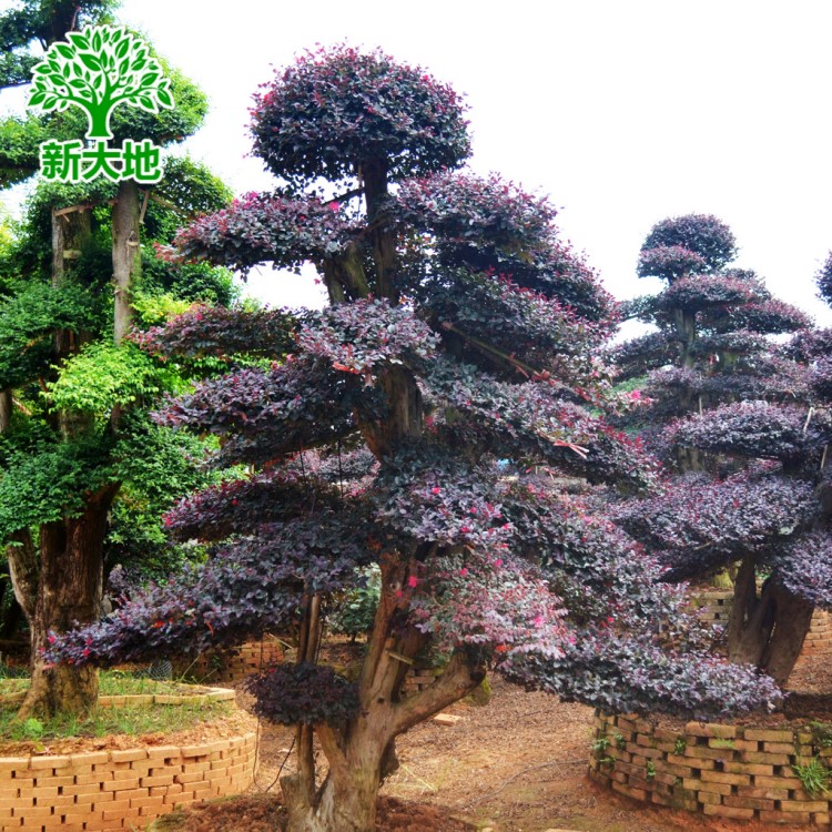 批發(fā)造型紅花繼木 園林景觀造型樹 園林景觀綠植造型