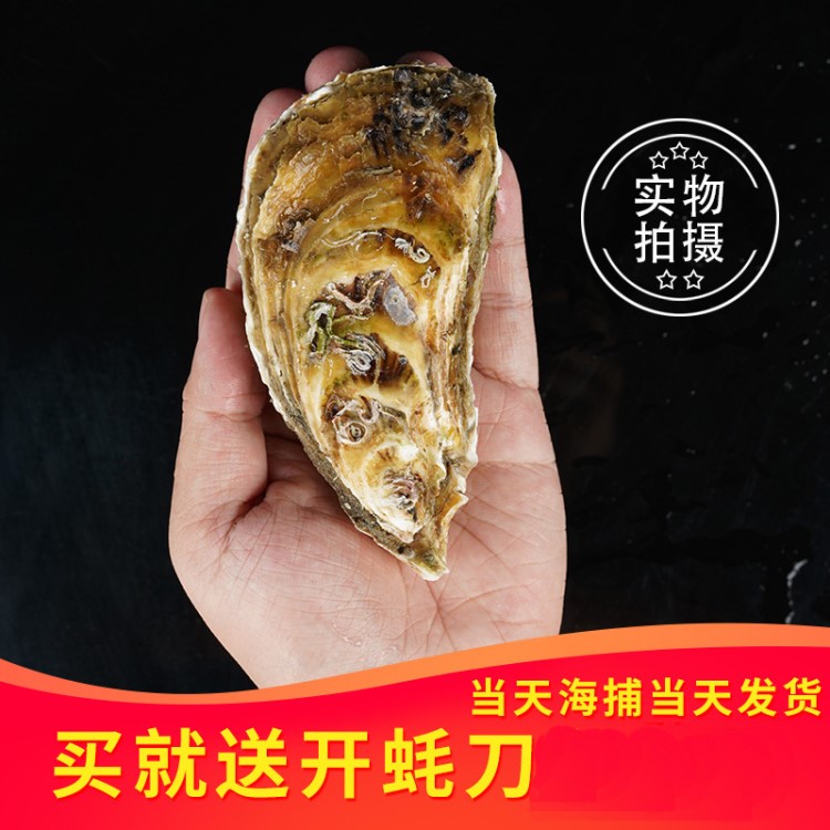 海鮮水產(chǎn)燒烤食材生蠔鮮活牡蠣 帶殼 野生海蠣子 生蠔肉即食包郵