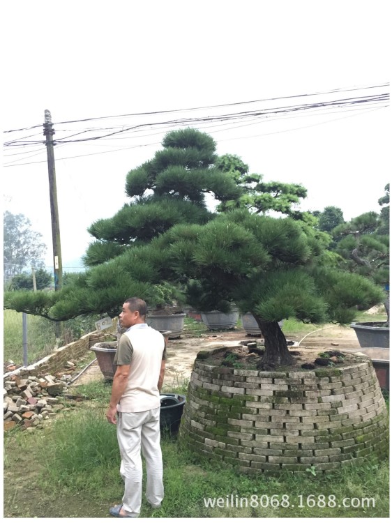 自家黑松 日本黑松 黑松盆景 造型黑松 精品黑松