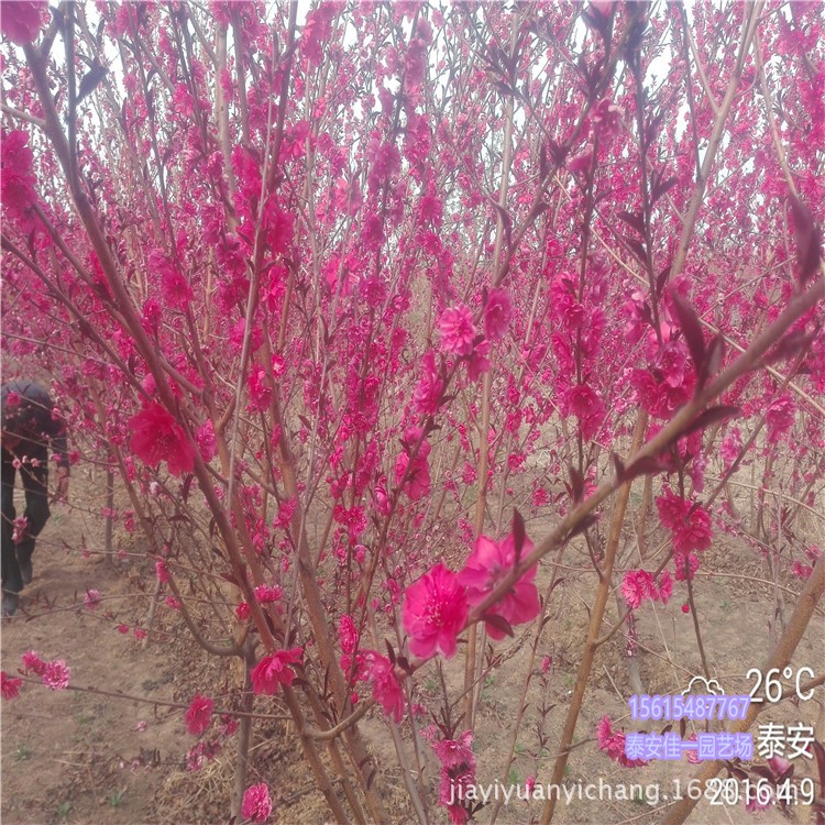 基地直銷碧桃 龍珠 菊花 紅葉 品種多樣規(guī)格碧桃