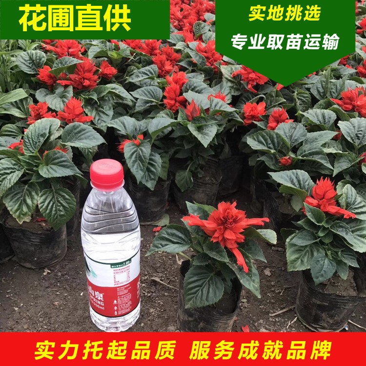 一串红 辽宁铁岭花圃批发时令草花串红花 租摆工程用草花 矮串红