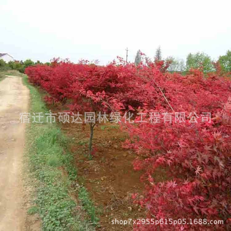 日本紅楓批發(fā) 綠化苗木日本紅楓樹苗行道風景觀葉植物可盆栽