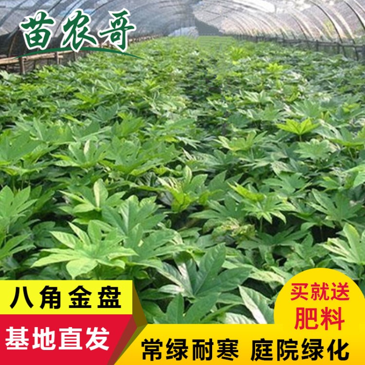 庭院別墅小區(qū)園林綠化苗木 八角金盤 樹苗 庭院耐寒綠化植物花木