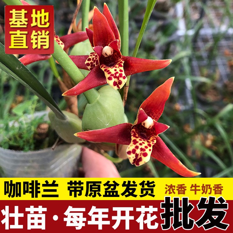 蘭花苗 咖啡蘭 腋唇蘭洋蘭濃香牛奶香好養(yǎng)盆栽綠植花卉夏季帶花