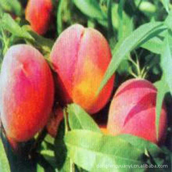 瑞霖園藝場常年供應黃金桃等各種黃桃   成活率高  敬請選購