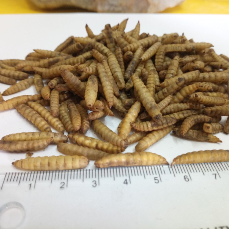 昆蟲龜飼料魚糧 替代面包蟲干蠅蛆干微波烘干黑水虻蟲干 500