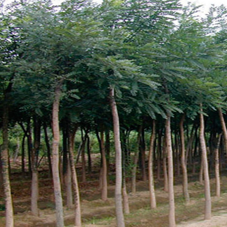 園林綠化喬木合歡小苗 湖南苗圃直供 庭院觀花植物合歡樹 貨源足