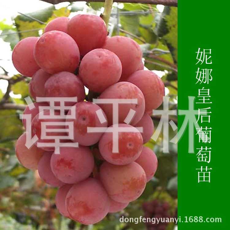 廠家供應高成活率妮娜皇后葡萄苗 高品質 來電咨詢