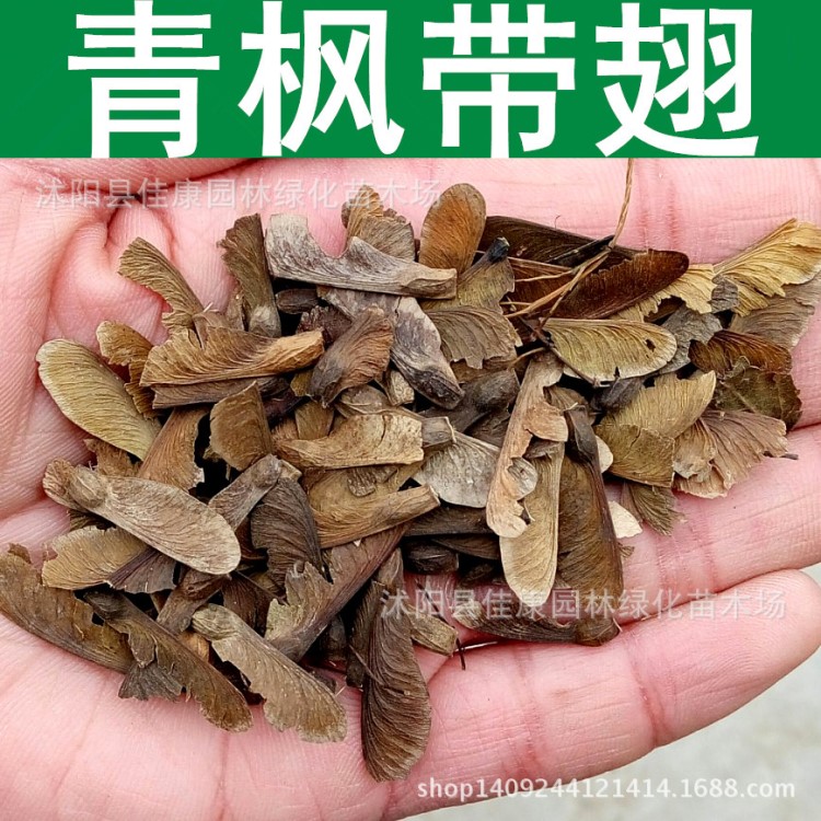 林木種子 青楓種子 嫁接紅楓 小葉雞爪槭種子 青楓樹 1件=1斤